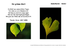 Ein-grünes-Blatt-Storm.pdf